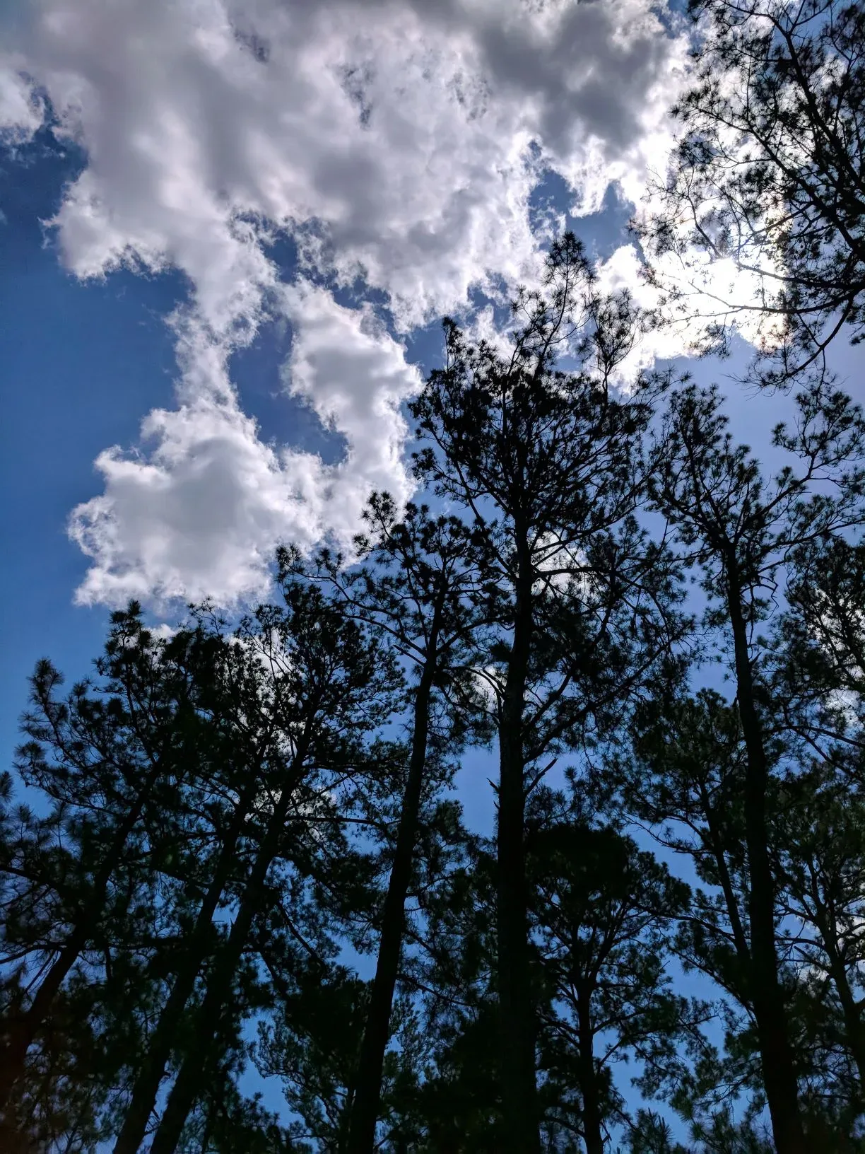 Reaching for the Sky!